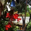 Rideau Gardens Calgary