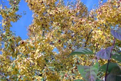 Autumn Color