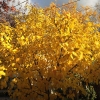 Backyard-NE-Pear-1