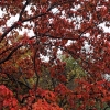 Front-Maple