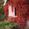 Front-Shutter