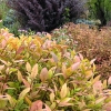 Front-Walk-Bed