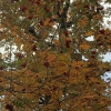 North-Mountain-Ash