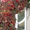 Rear-Gate-Outside