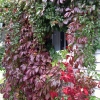 South-Wall-Vine-1