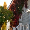 South-Wall-Vine-3hr