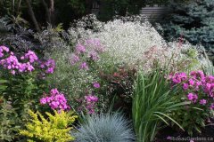 Blooms