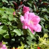 Rideau Gardens Calgary