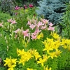 Rideau Gardens Calgary