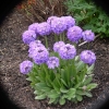 Rideau Gardens Calgary