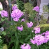 Rideau Gardens Calgary