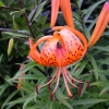Rideau Gardens Calgary