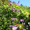 Rideau Gardens Calgary