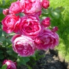 Rideau Gardens Calgary