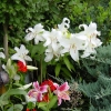 Rideau Gardens Calgary