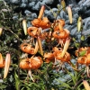 Rideau Gardens Calgary