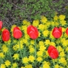 Rideau Gardens Calgary
