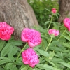 Rideau Gardens Calgary