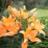 Rideau Gardens Calgary