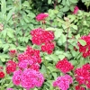 Rideau Gardens Calgary