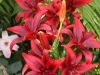 Rideau Gardens Calgary