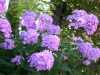 Rideau Gardens Calgary