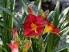 Rideau Gardens Calgary