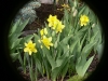 Rideau Gardens Calgary