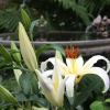 Backyard-Birdbath