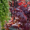 Fire-Pit-Birdfeeder