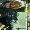 North-Deck-Copper-Birdbath