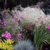 Baby-Breath-1