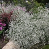Baby-Breath-2