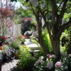 BackYard-Potted