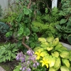 Backyard-NE-Corner-1