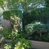 Backyard-NE-Corner