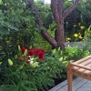 Backyard-North