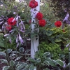 Front-Walk-Center-Bed-Roses