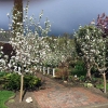 Front-Walk-Early-Spring (1)