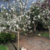 Front-Walk-Early-Spring (2)