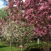 Front-Walk-Early-Spring-(3)