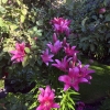 Front-Walk_Lily