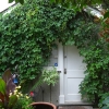 Garage-Vine