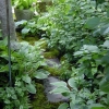 North-Path