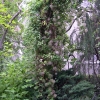 Preserved-Tree-_-Vine