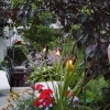 Rear-Deck-Potted-East