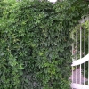 Rear-Gate