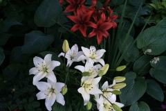 Lilies of Rideau