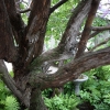 100Yr-Lilac-1