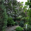 100Yr-Lilac-2